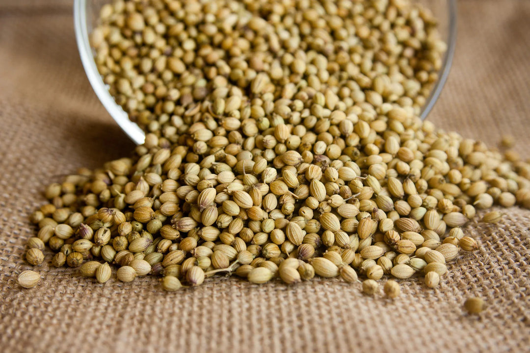 Coriander Seeds - Organic